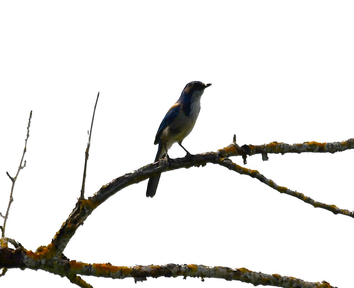 California Scrub-Jay - Michael Kendrick