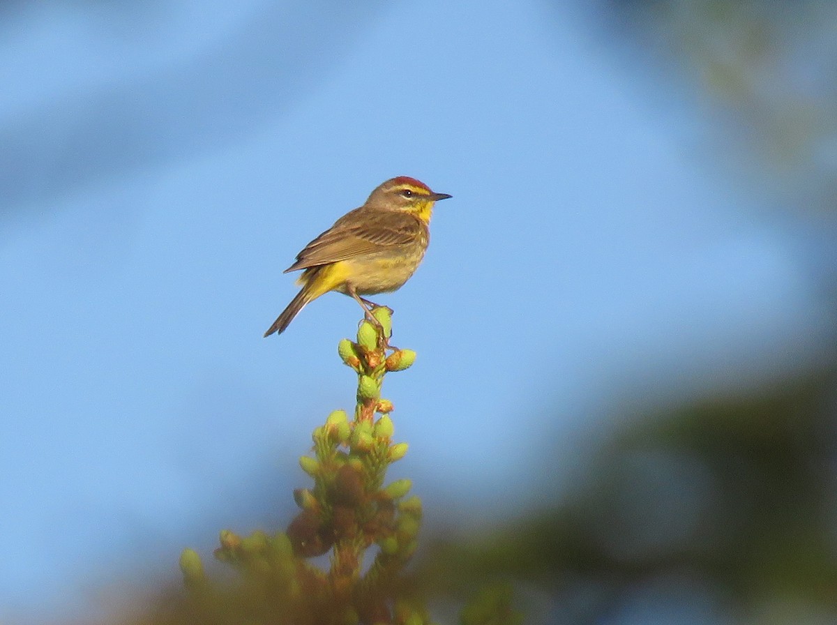 Palm Warbler - ML620398790