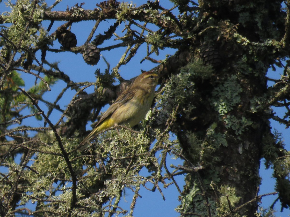 Palm Warbler - ML620398791