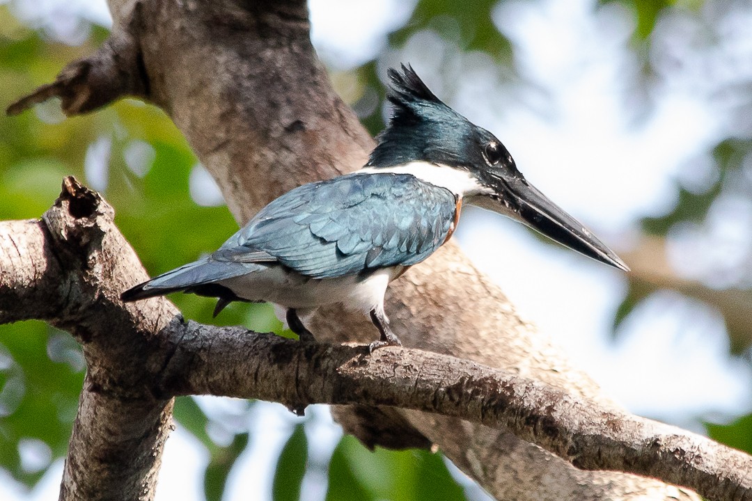 Martin-pêcheur d'Amazonie - ML620398792