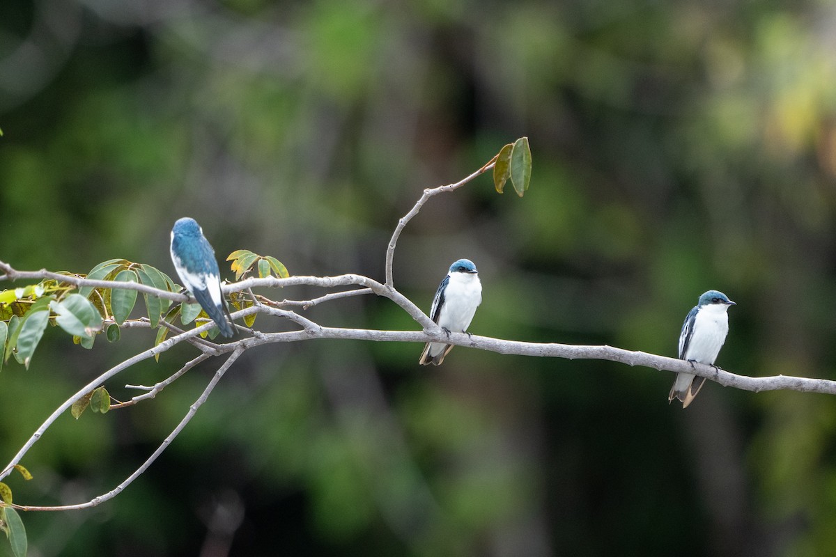 Golondrina Aliblanca - ML620398793