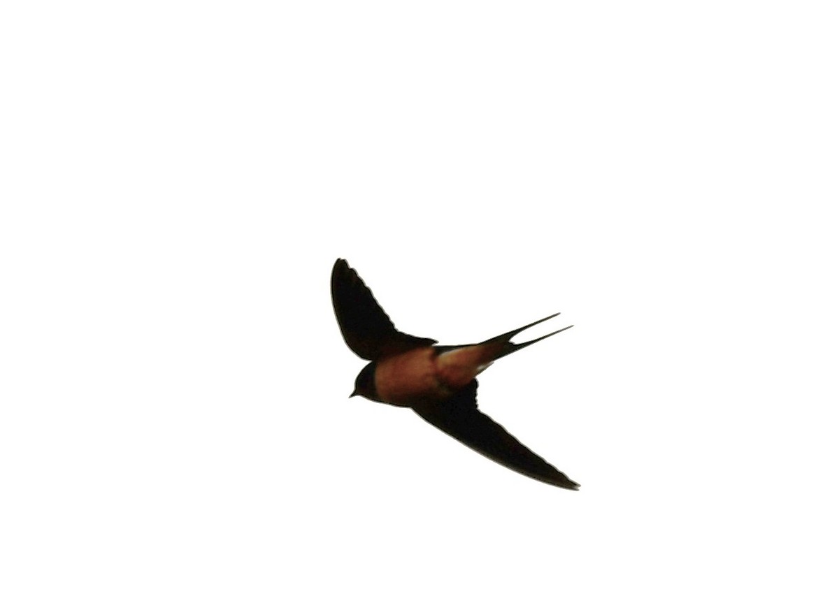 Barn Swallow - ML620398796