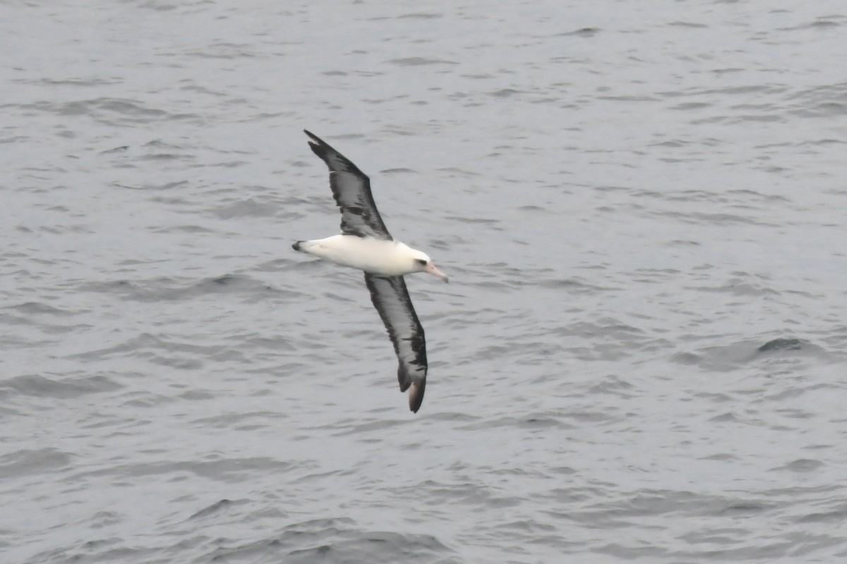 Albatros de Laysan - ML620398799