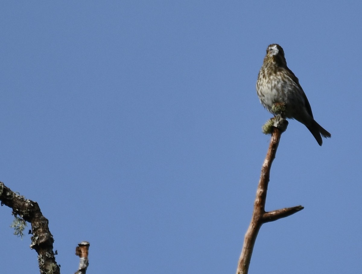 Purple Finch - ML620398808