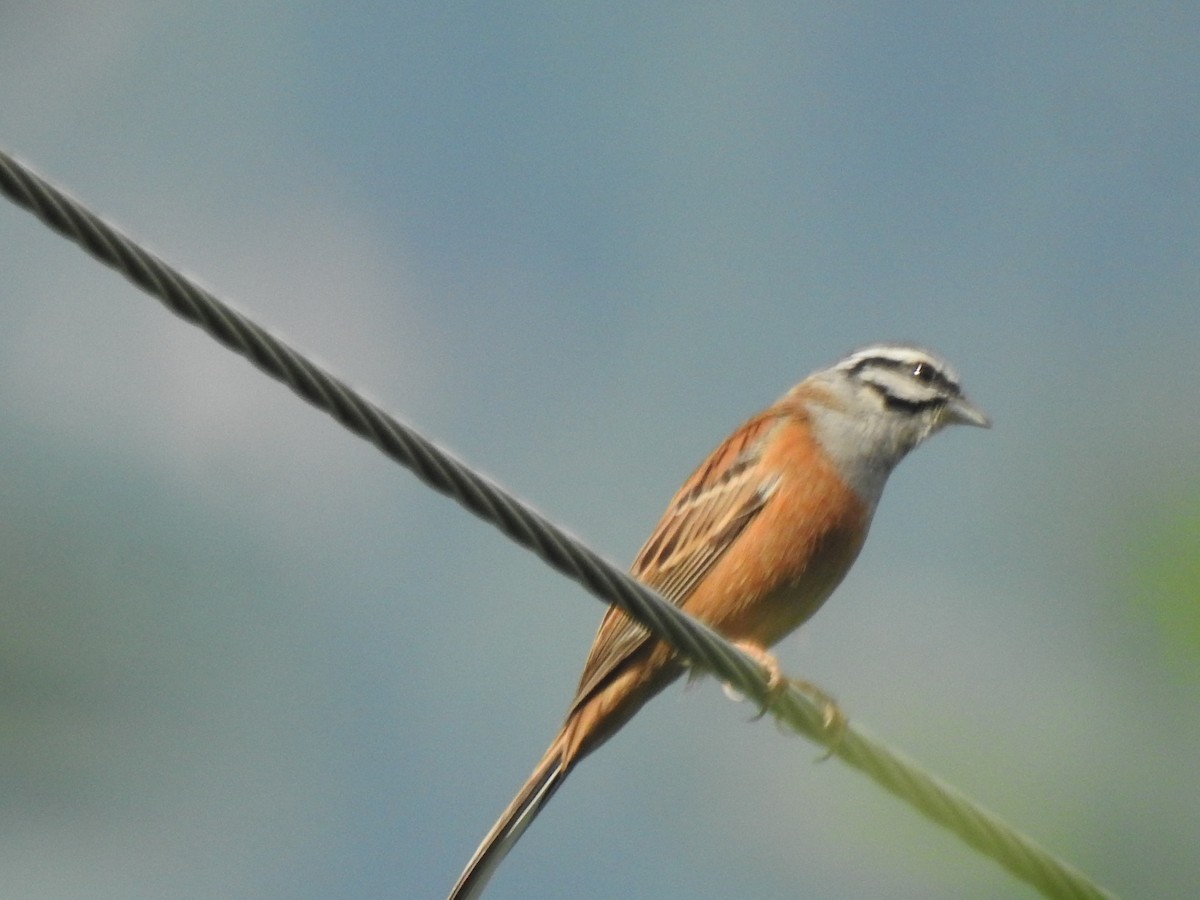 Rock Bunting - ML620398811