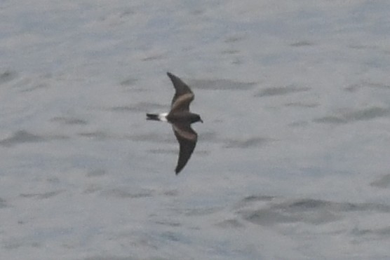 Leach's Storm-Petrel (Leach's) - ML620398818