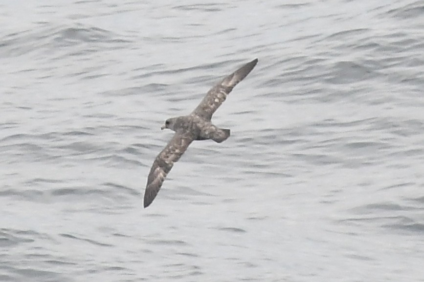 Northern Fulmar (Pacific) - ML620398832