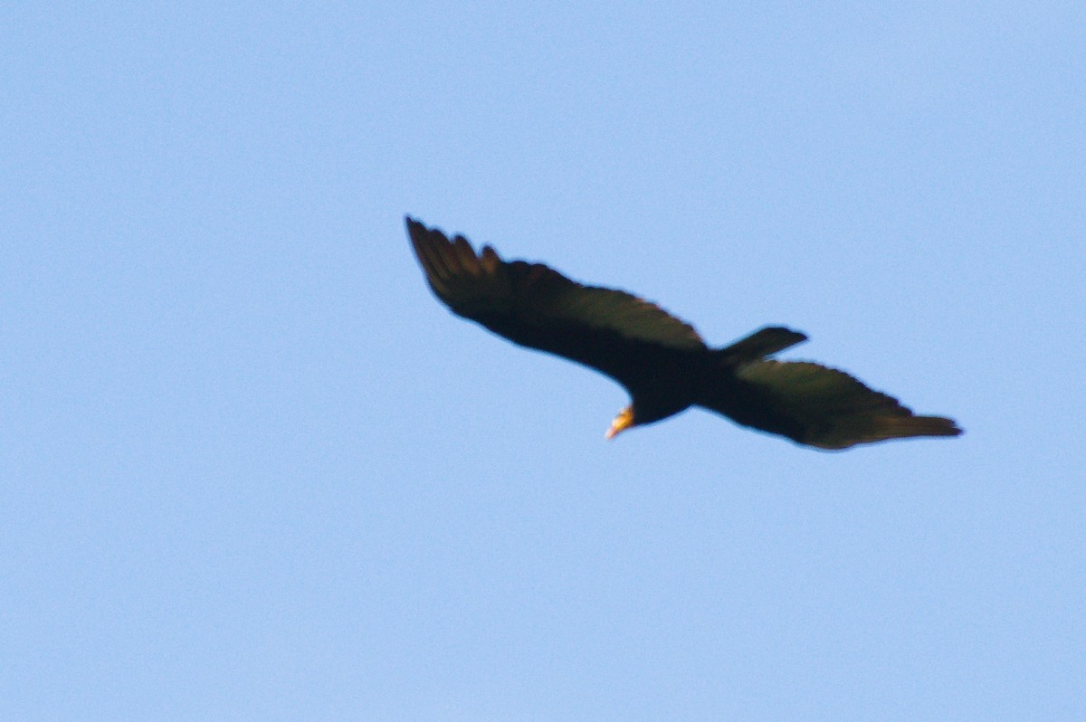 Greater Yellow-headed Vulture - Mike Ostrowski