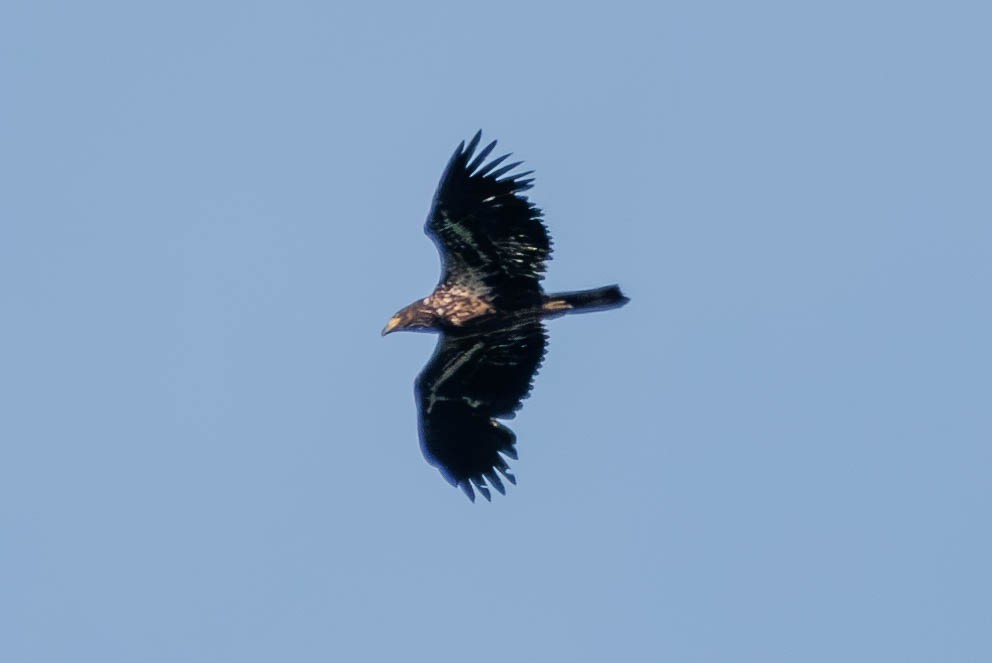 Bald Eagle - ML620398841