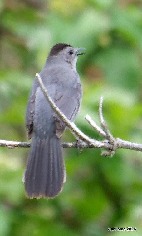 Gray Catbird - ML620398846