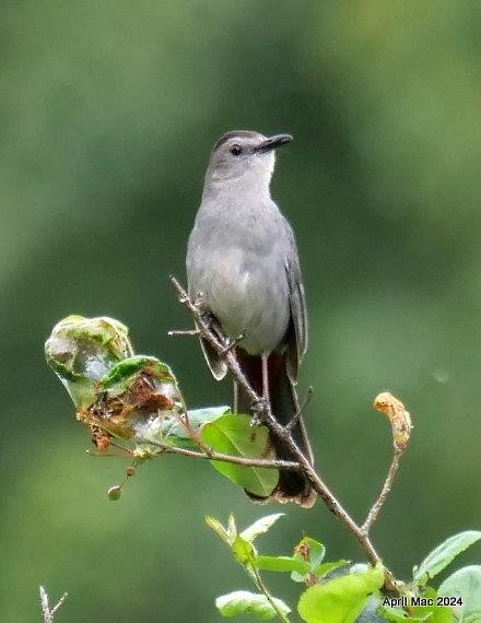 Gray Catbird - ML620398847