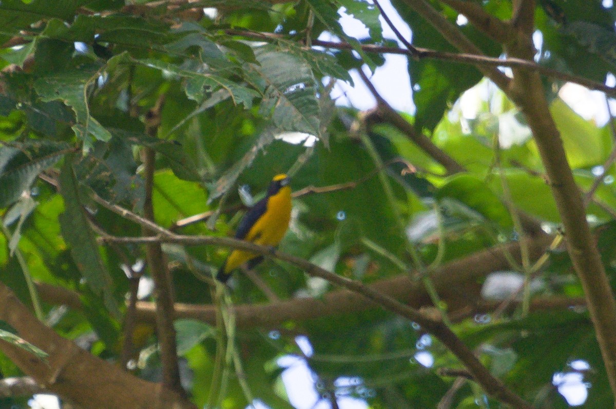 Thick-billed Euphonia (Black-tailed) - ML620398851