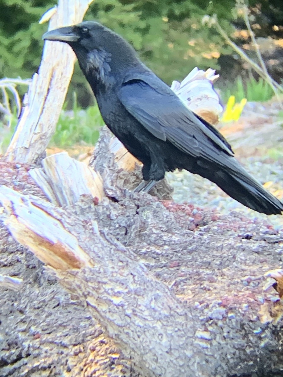 Common Raven - ML620398861