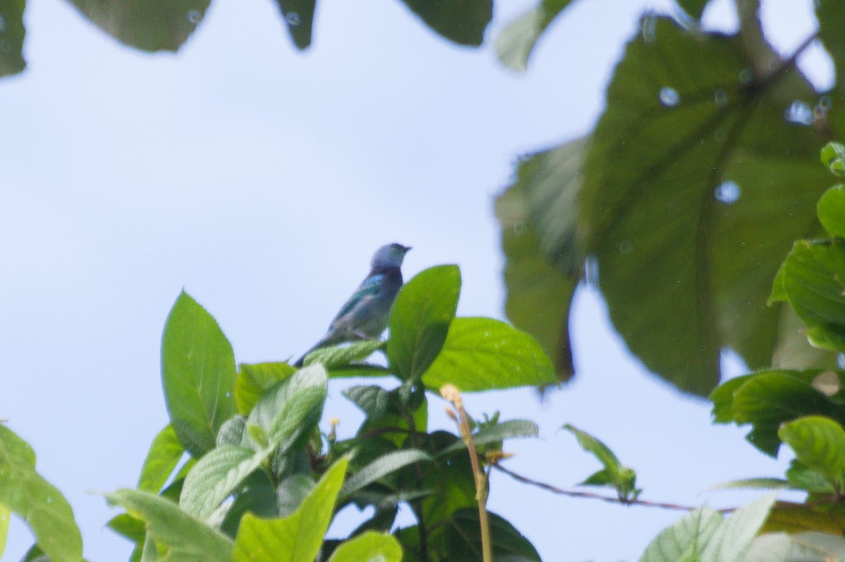 Masked Tanager - ML620398862