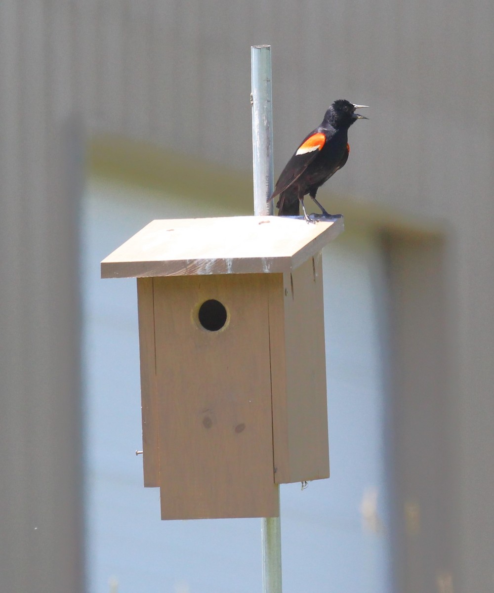 Red-winged Blackbird - ML620398863