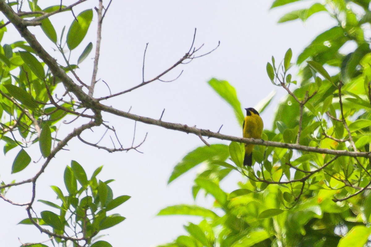 Dacnis à ventre jaune - ML620398870