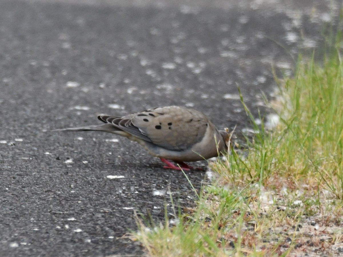 Mourning Dove - ML620398872