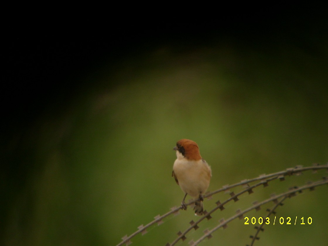 Woodchat Shrike - ML620398898