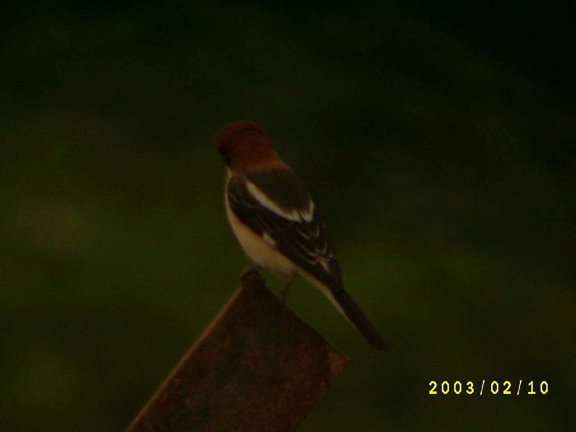 Woodchat Shrike - ML620398899
