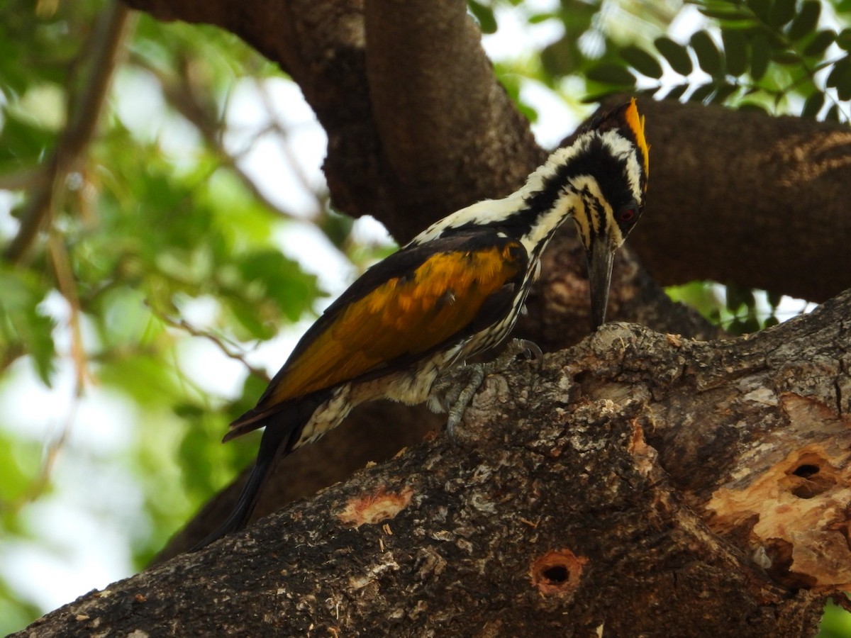 White-naped Woodpecker - ML620398903