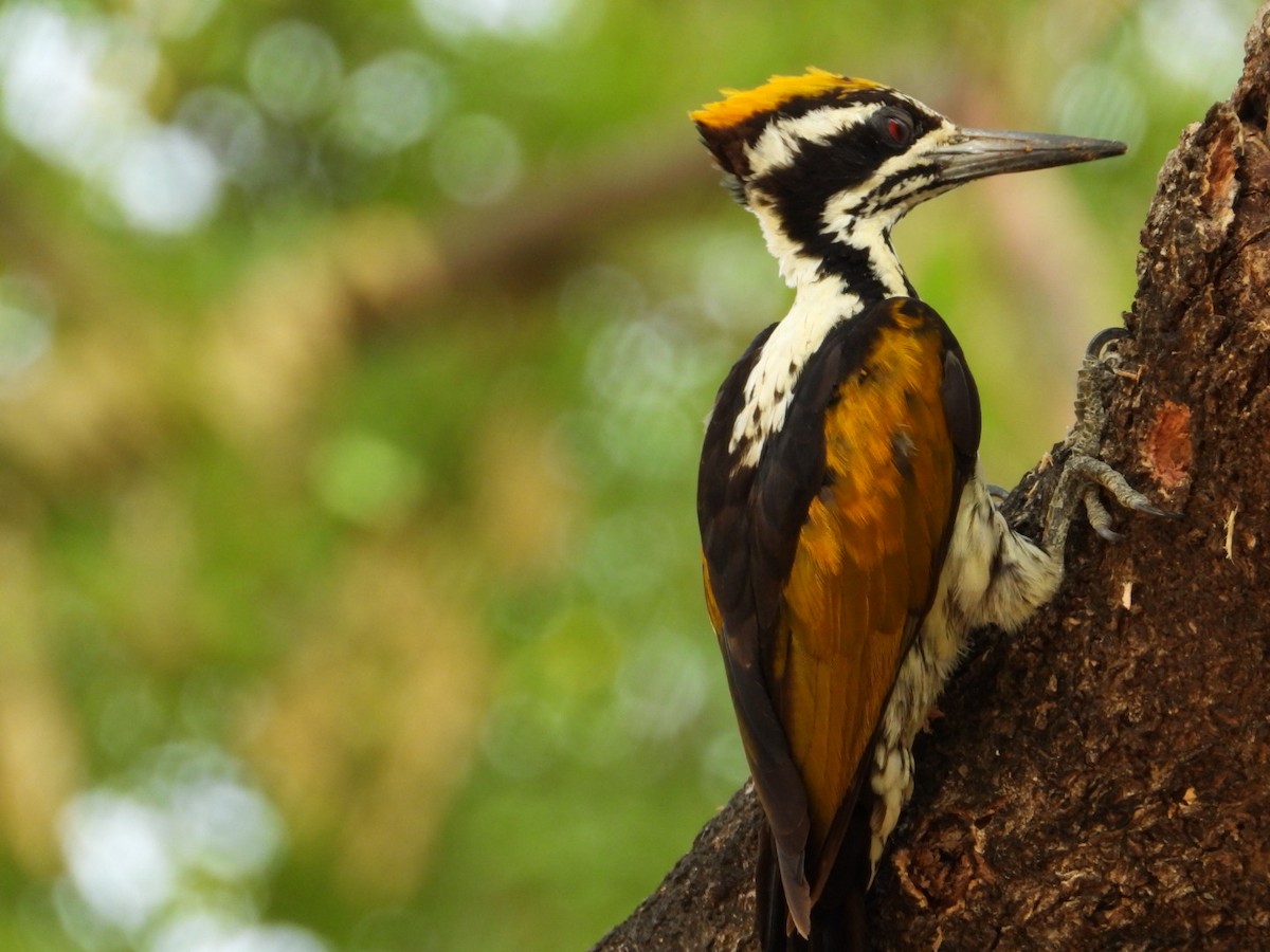 White-naped Woodpecker - ML620398905