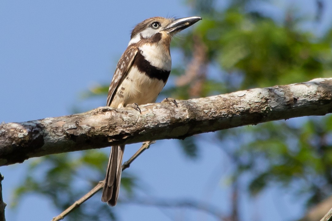 Russet-throated Puffbird - ML620398907