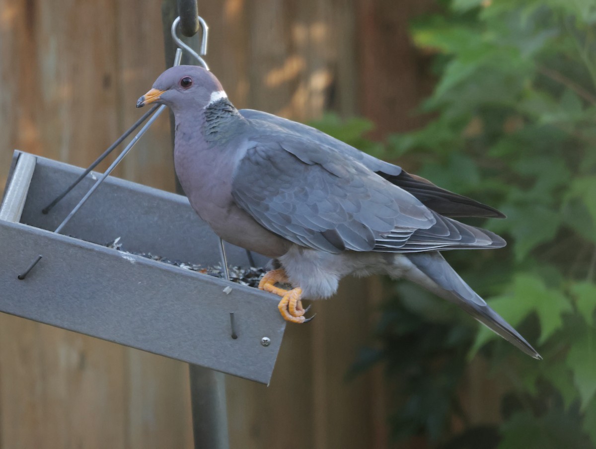 Band-tailed Pigeon - ML620398909