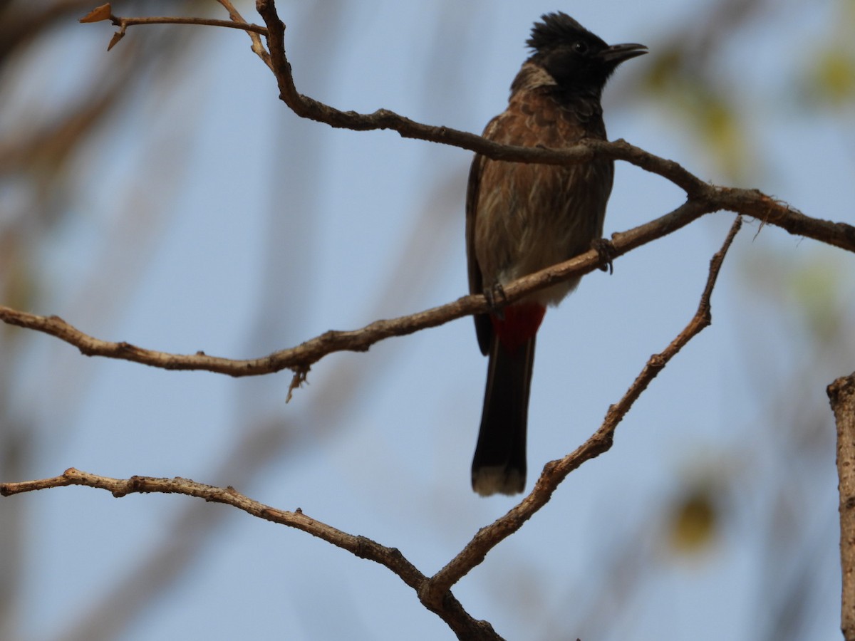 Red-vented Bulbul - ML620398910