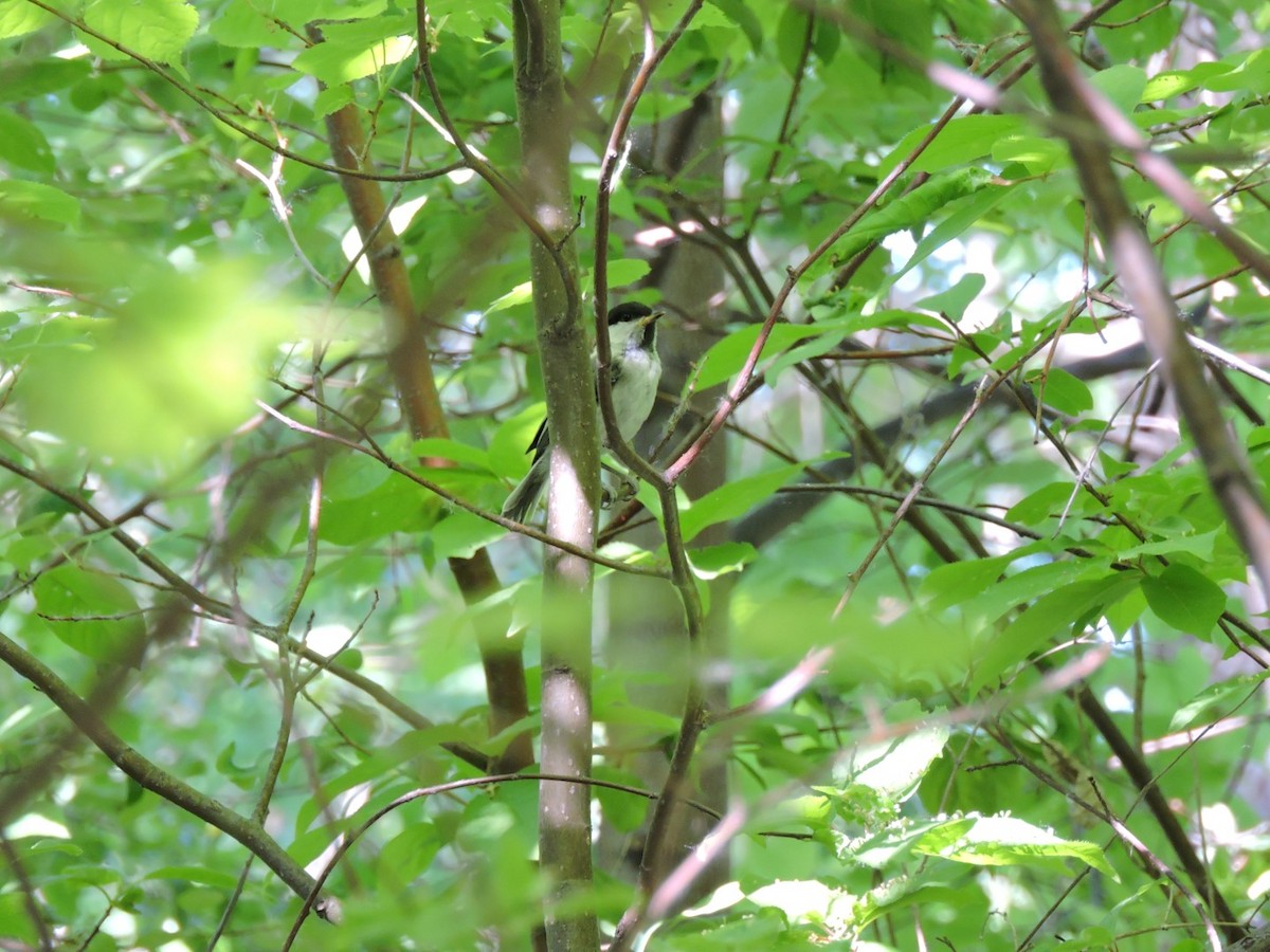 Mésange boréale - ML620398916