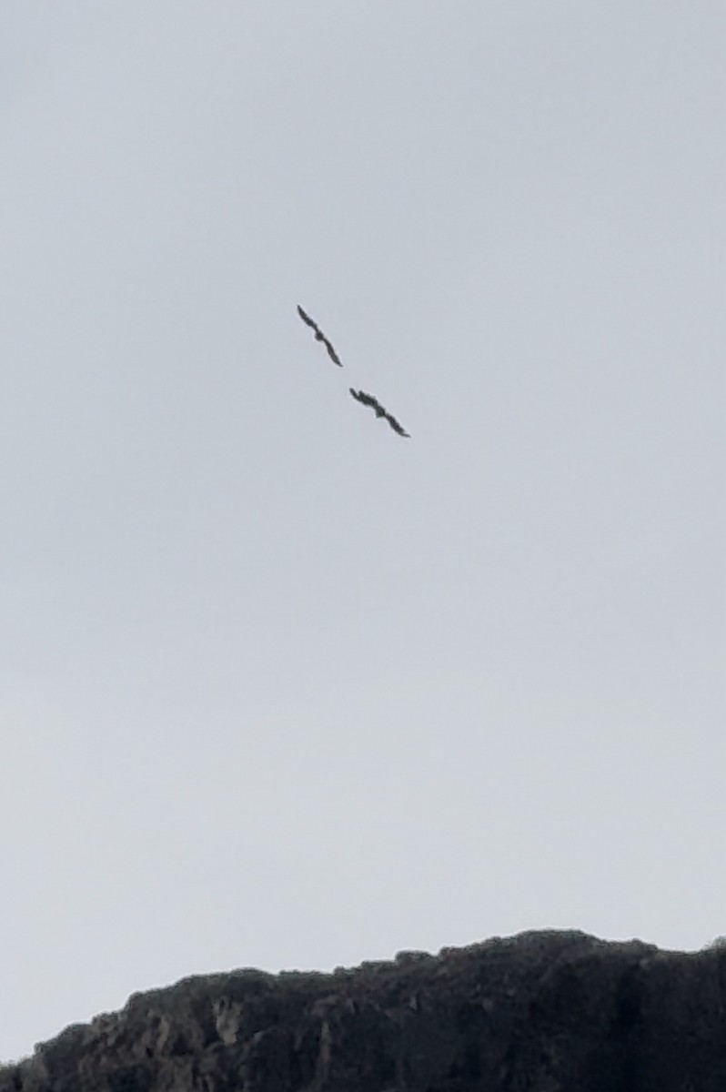 White-tailed Eagle - ML620398921