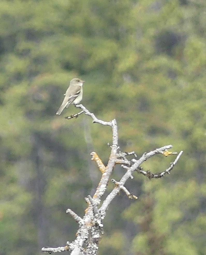 Alder Flycatcher - ML620398934