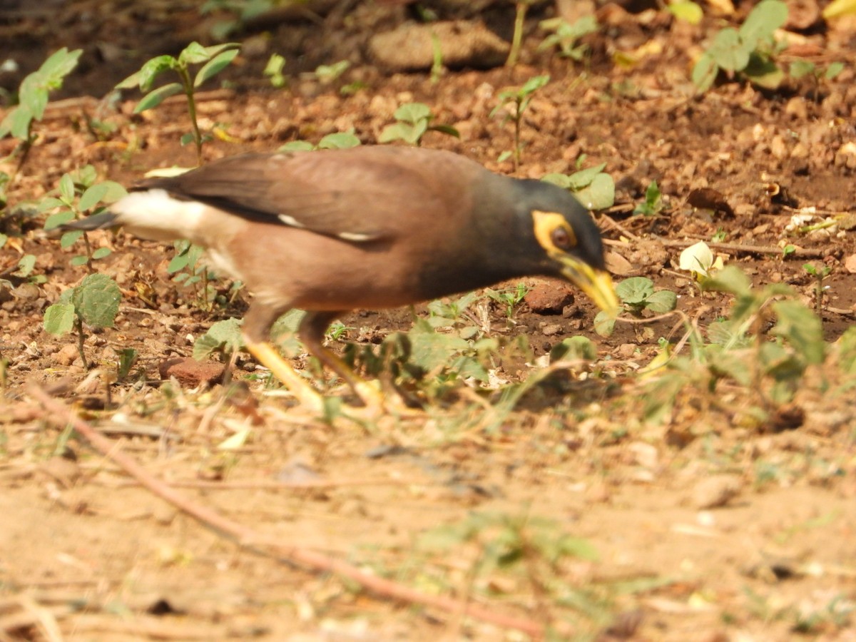 Common Myna - ML620398936