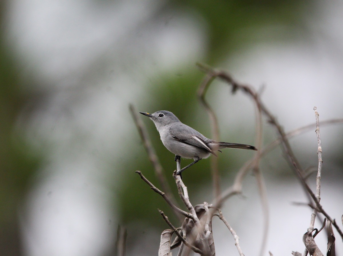 Blue-gray Gnatcatcher - ML620398944