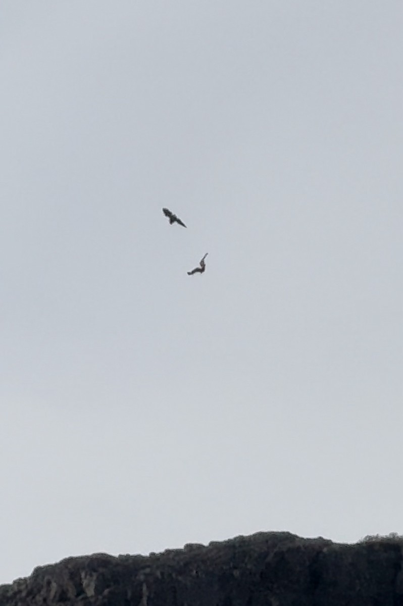 White-tailed Eagle - Sverrir Þór Sigurðarson