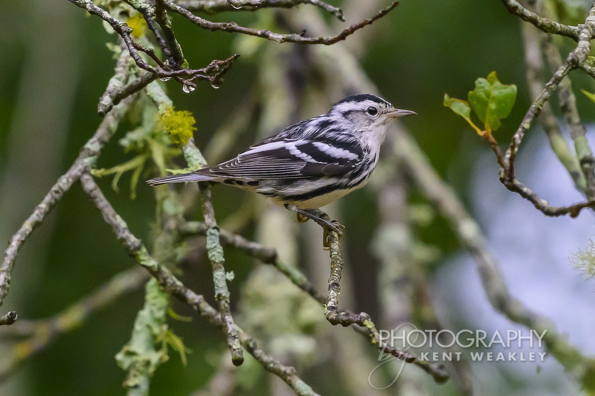 Black-and-white Warbler - ML620398946