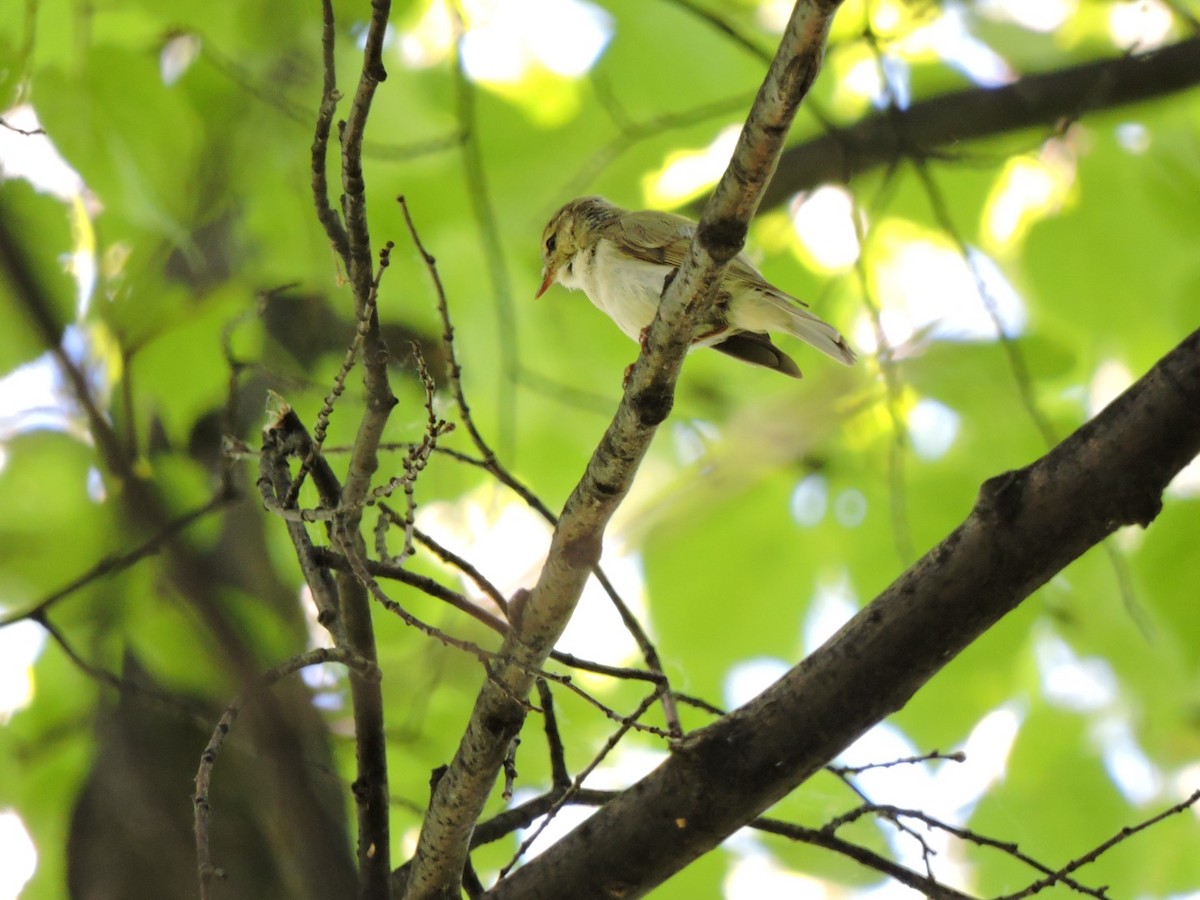 Greenish Warbler - ML620398962