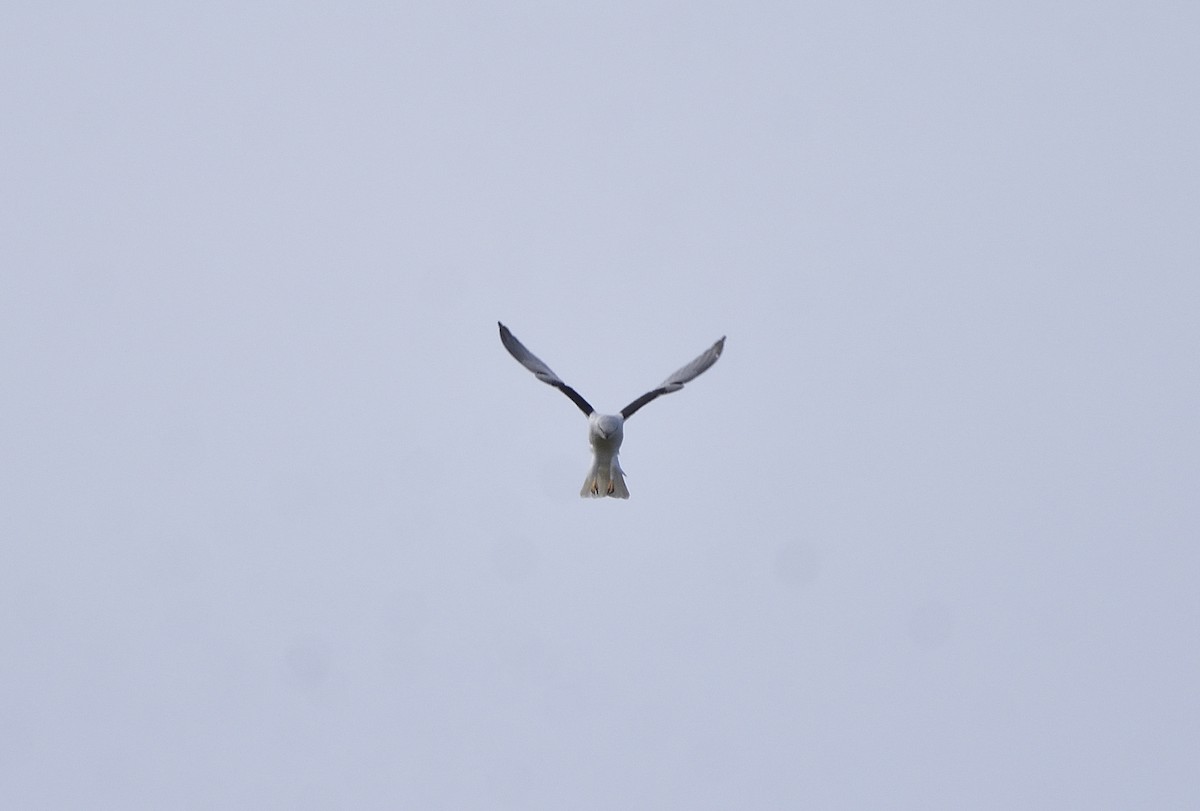 Black-shouldered Kite - ML620398966