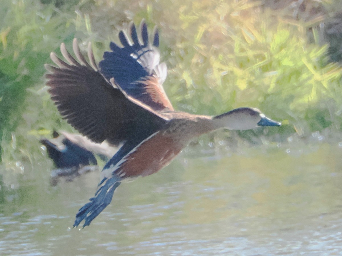 Dendrocygne à lunules - ML620398973