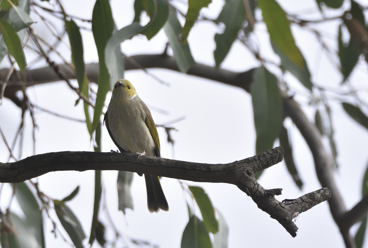 White-plumed Honeyeater - ML620398974