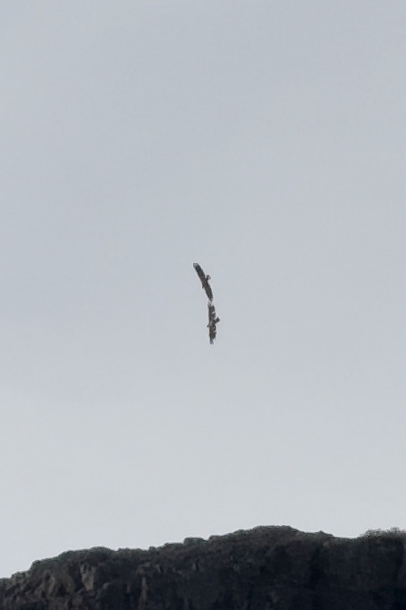 White-tailed Eagle - ML620398975