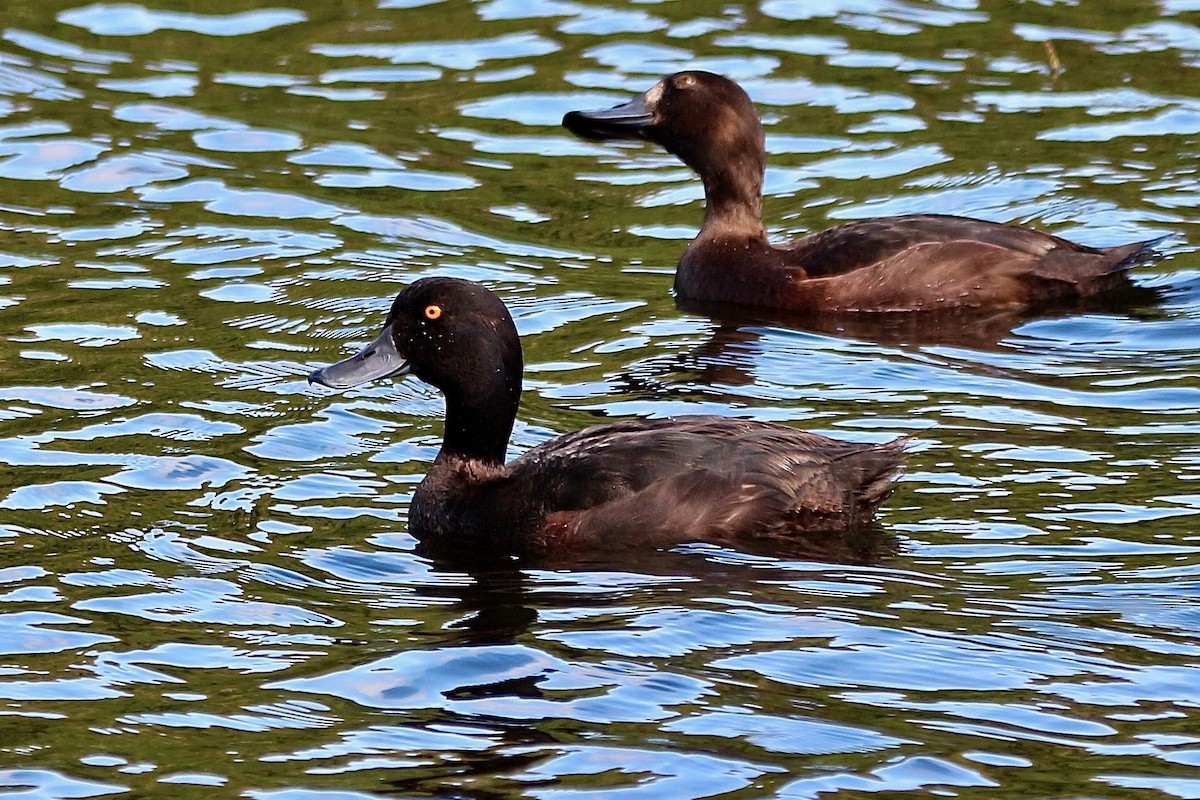 New Zealand Scaup - ML620398978