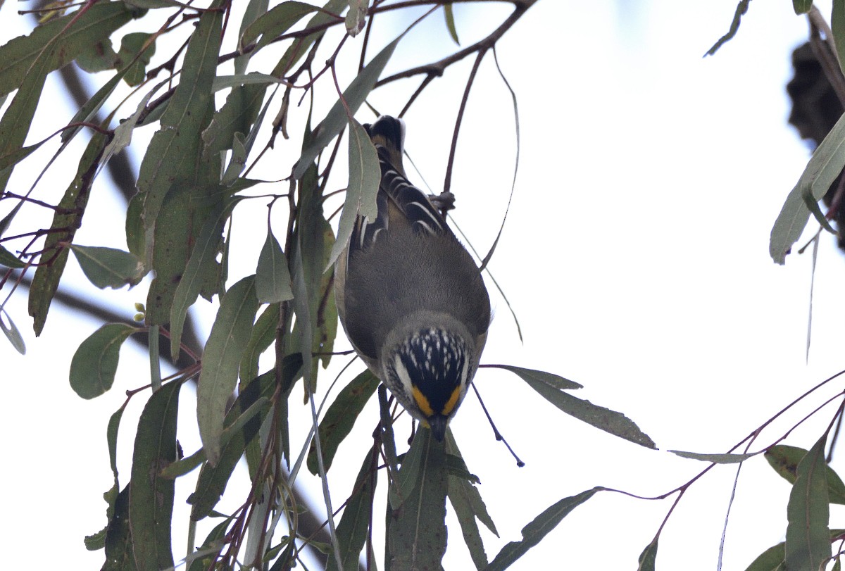 Striated Pardalote (Eastern) - ML620398989