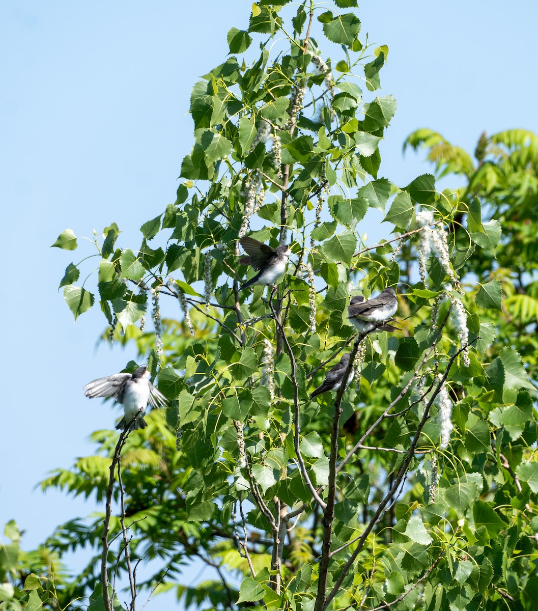 Tree Swallow - ML620398990