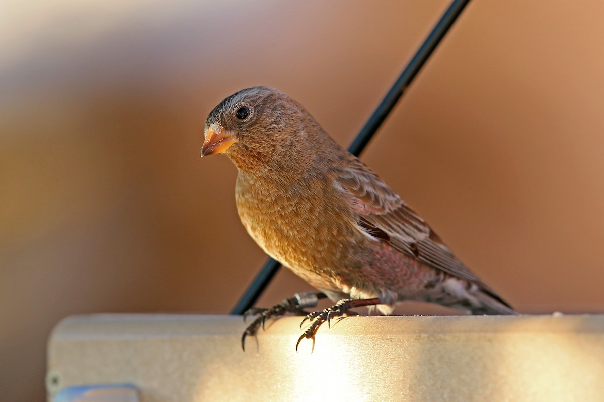 Brown-capped Rosy-Finch - ML620399012