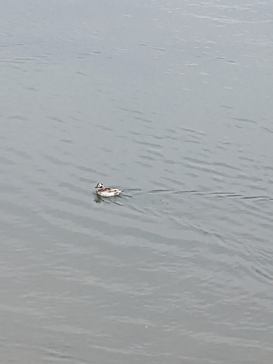 Long-tailed Duck - ML620399016