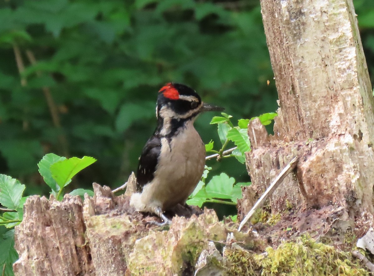 Hairy Woodpecker - ML620399025