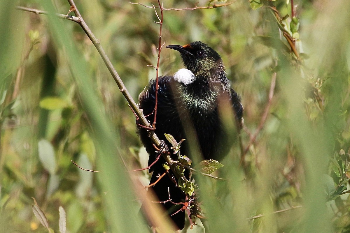 Mielero Tui - ML620399033