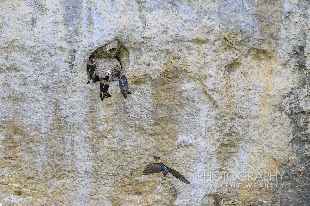 Cliff Swallow - ML620399039