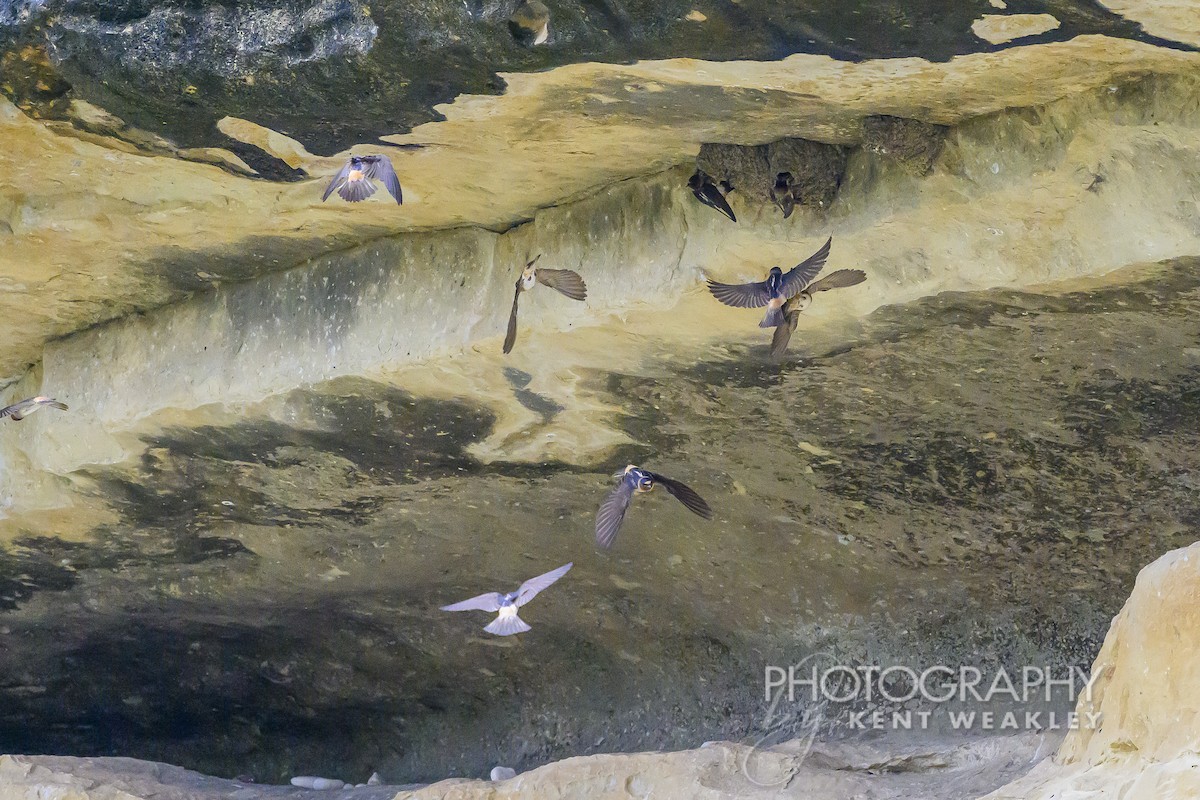 Cliff Swallow - Kent Weakley