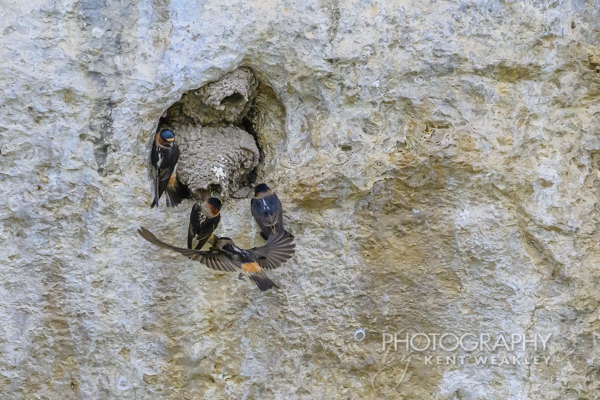 Cliff Swallow - ML620399042